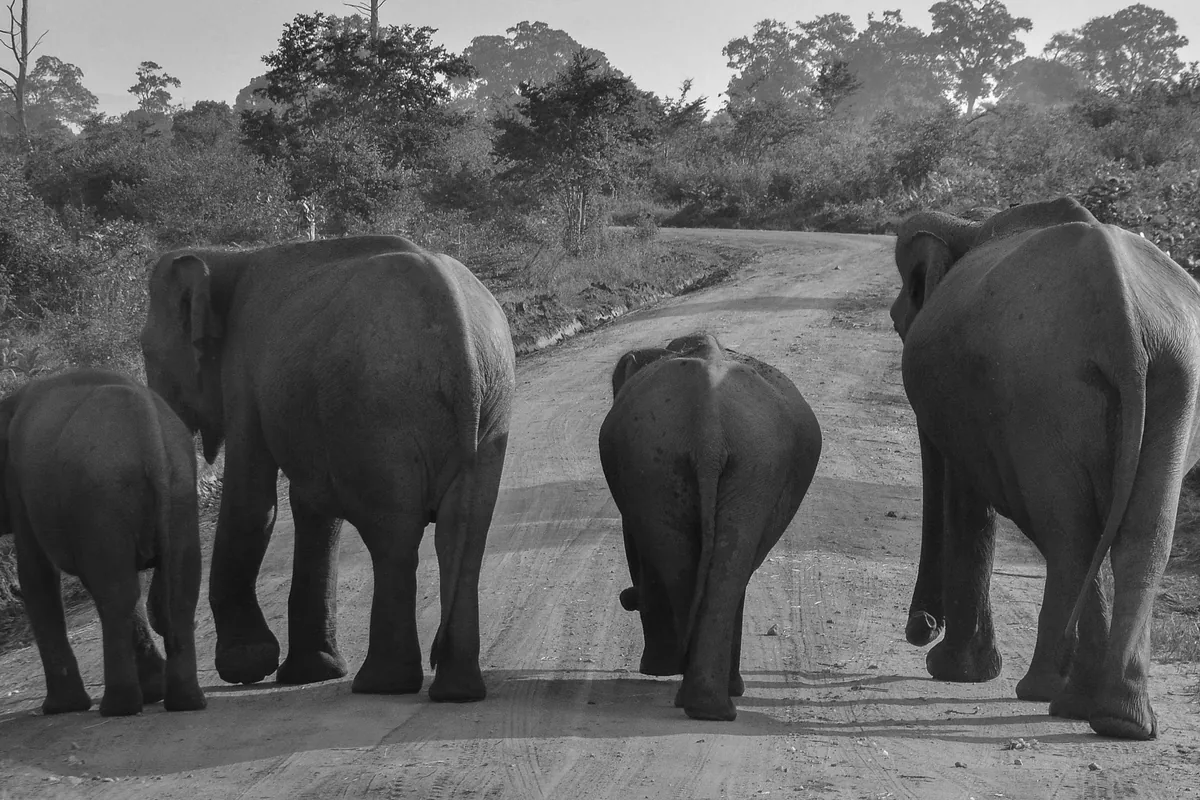 Wildlife & Safari Packages by Trustker