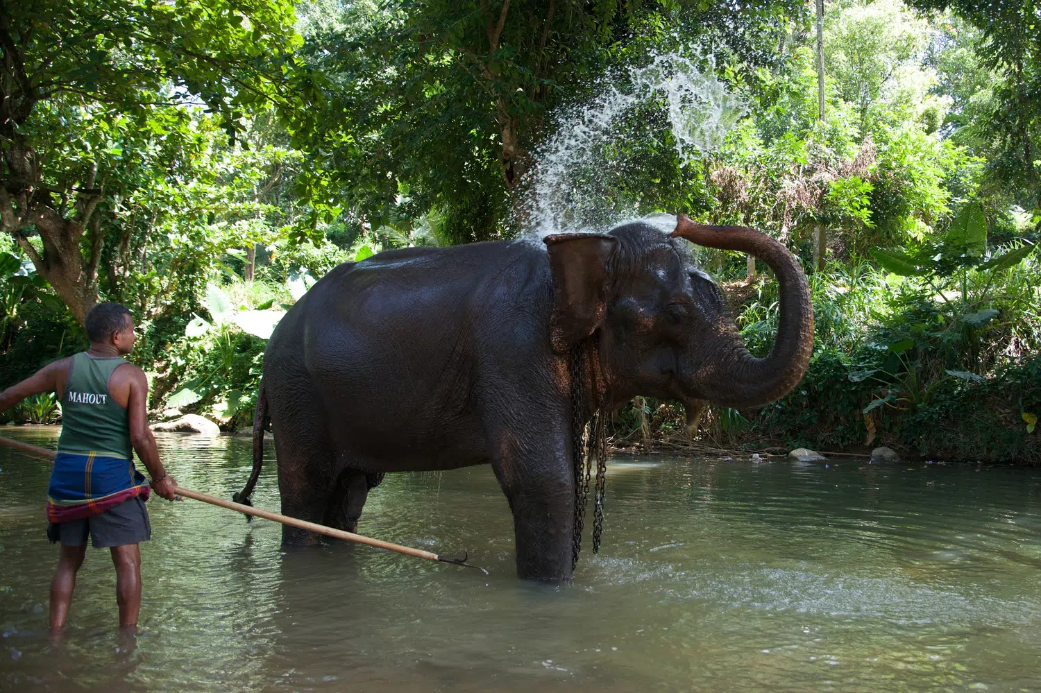 Sri Lanka elephant and wildlife experience for Complete Sri Lanka Nature Journey