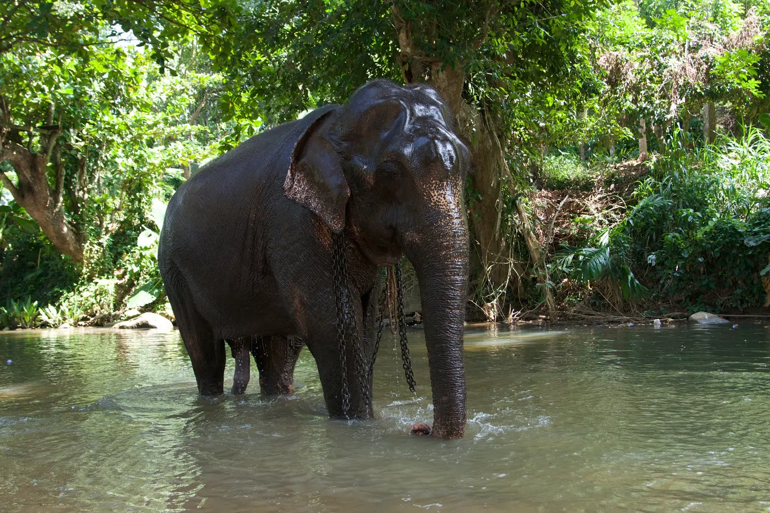 Sri Lanka elephant and wildlife experience for Little Explorers Sri Lanka