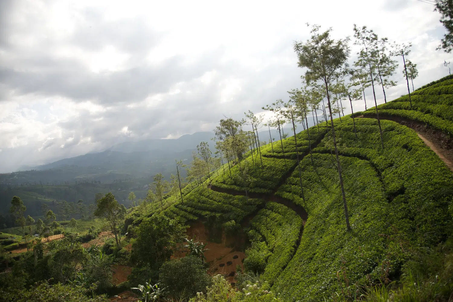 Ella and Nuwara Eliya hill-country scenery for Ella and South Coast Muslim-Friendly Tour