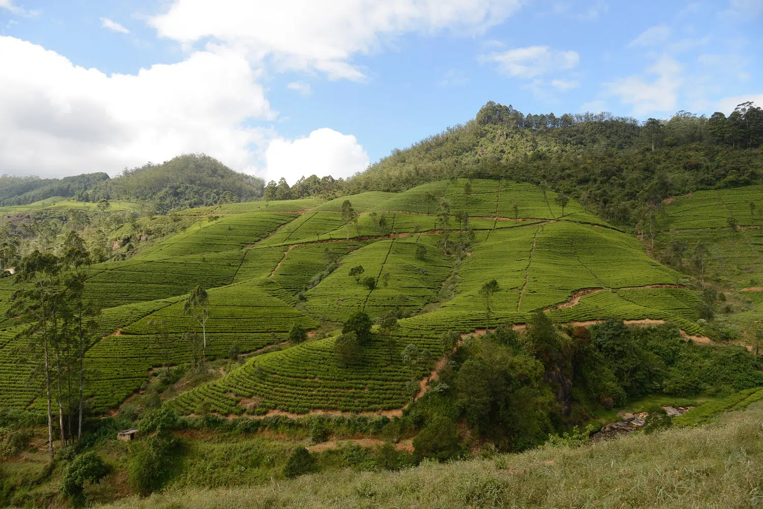Ella and Nuwara Eliya hill-country scenery for Kataragama and Central Ramayana Trail
