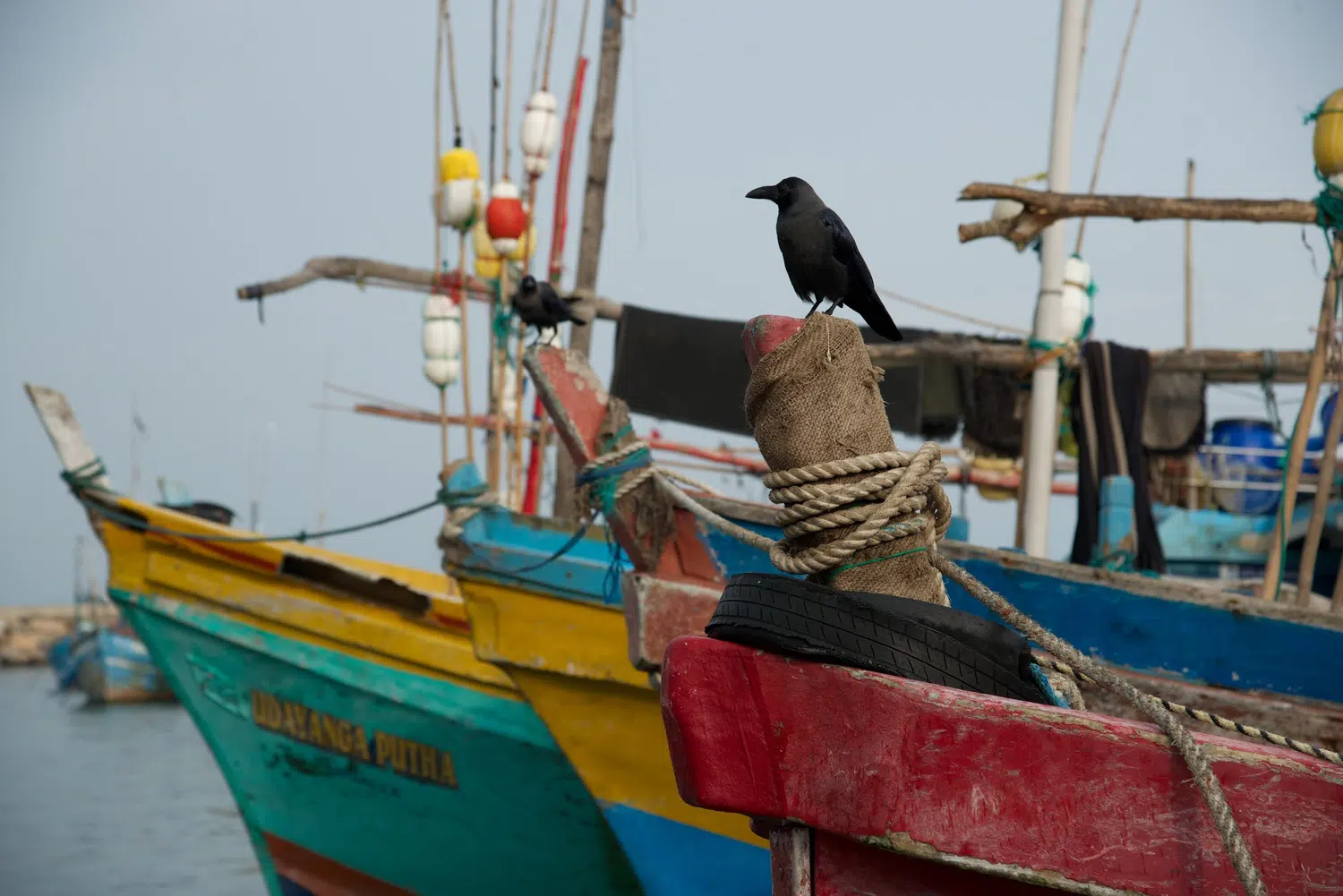 Fishing boats, fish markets and coastal working life for Sri Lanka private day tour with Trustker