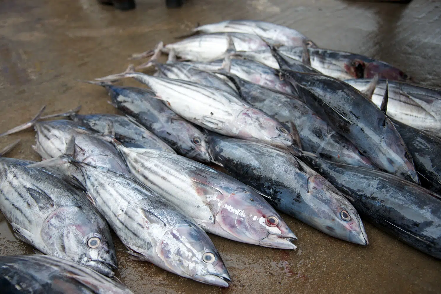 Sri Lanka fishing boats, market and coastal life for Grand Sri Lanka Food Journey