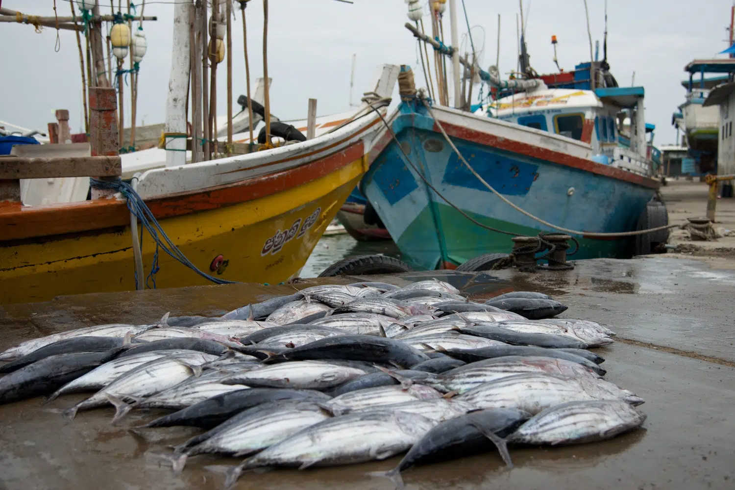 Sri Lanka fishing boats, market and coastal life for Tangalle and Hiriketiya Retreat