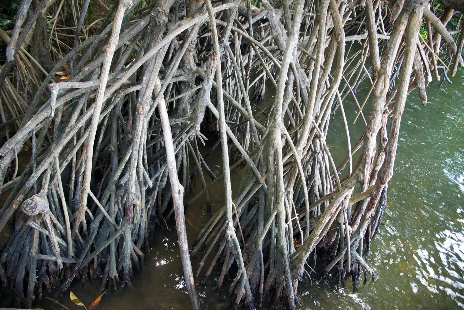 Sri Lanka river, lagoon and mangrove scenery for Ella Hiking and Zipline Adventure