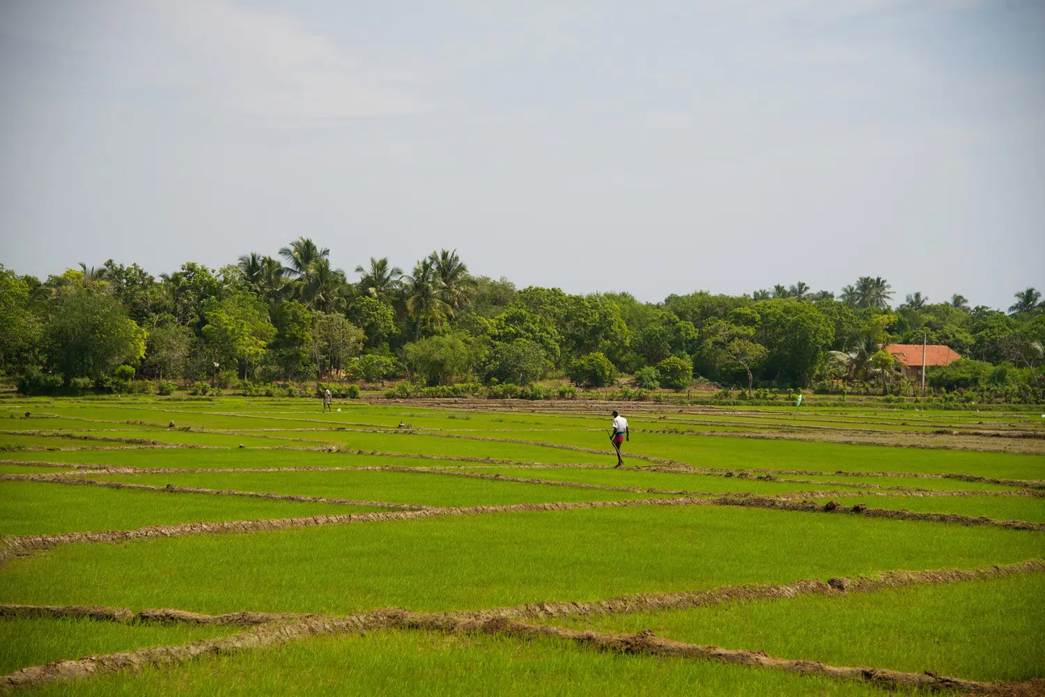 Sri Lanka rural village landscape for Relaxed Kandy and Nuwara Eliya
