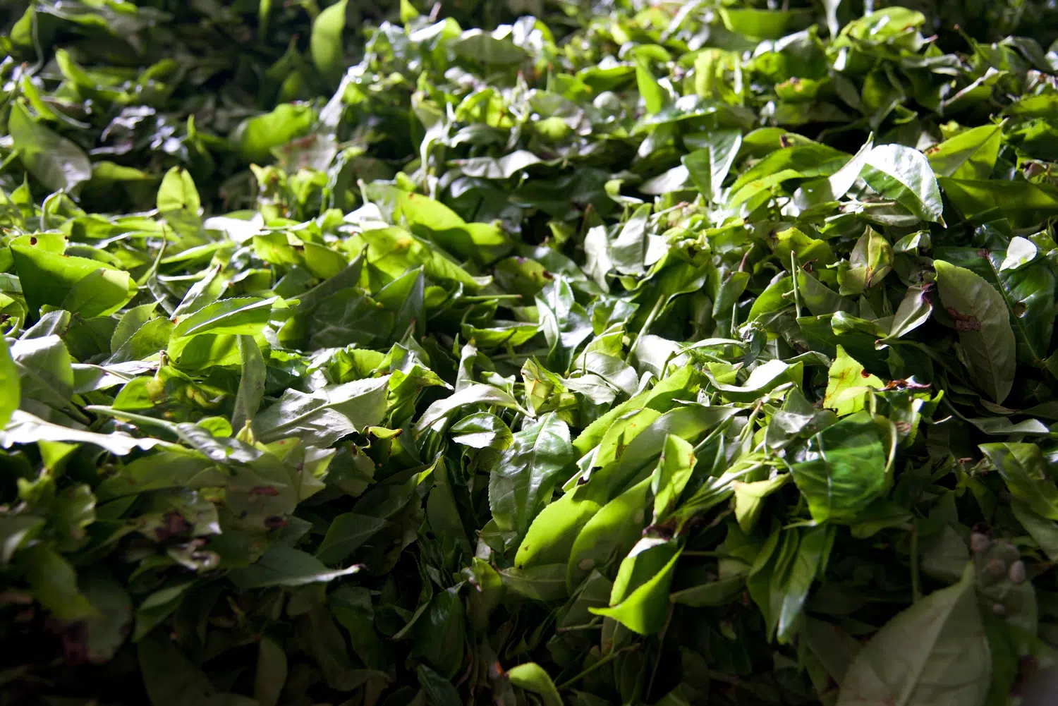 Sri Lanka tea-country factory and estate experience for Southern Seafood and Galle Food Tour