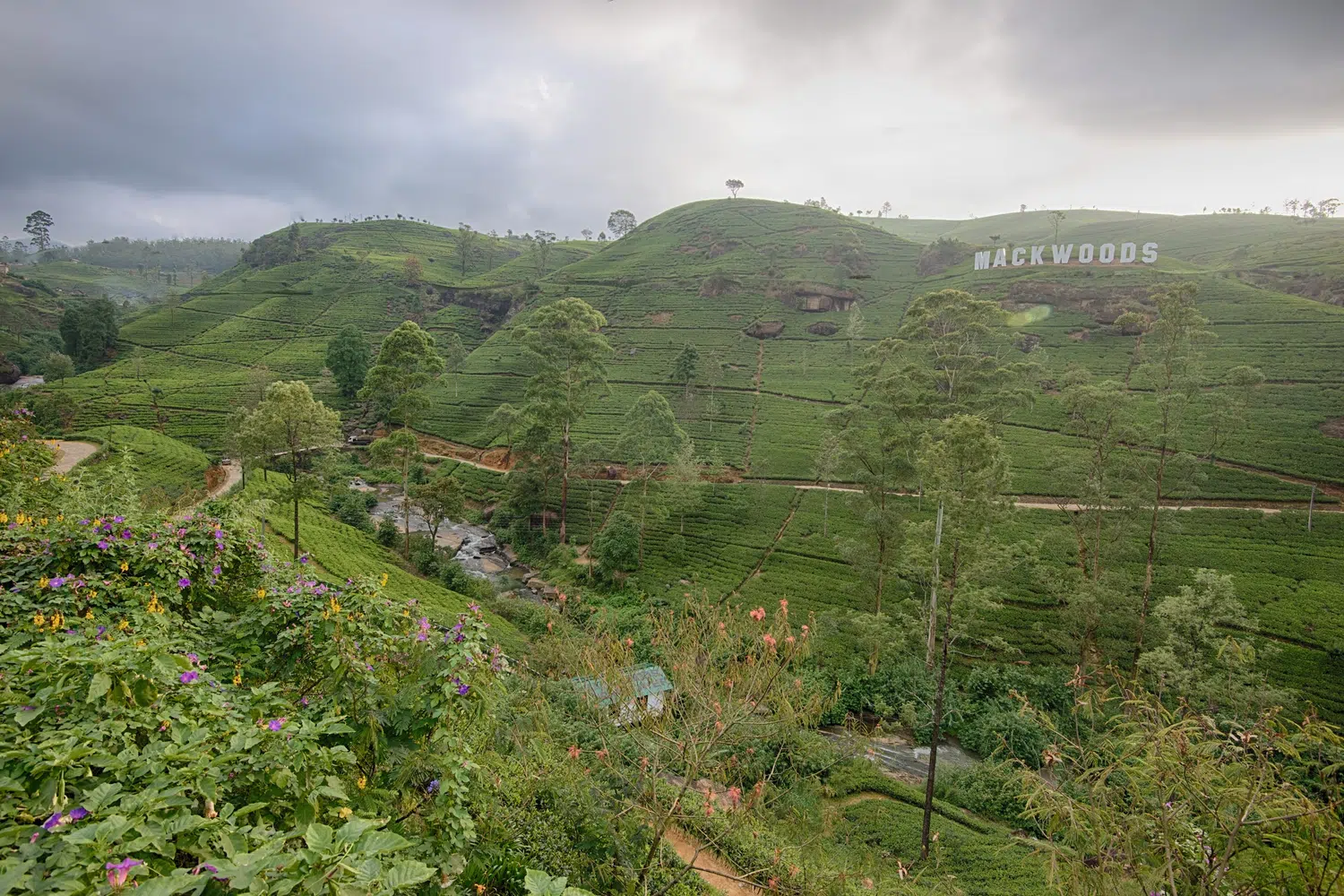 Sri Lanka tea-country factory and estate experience