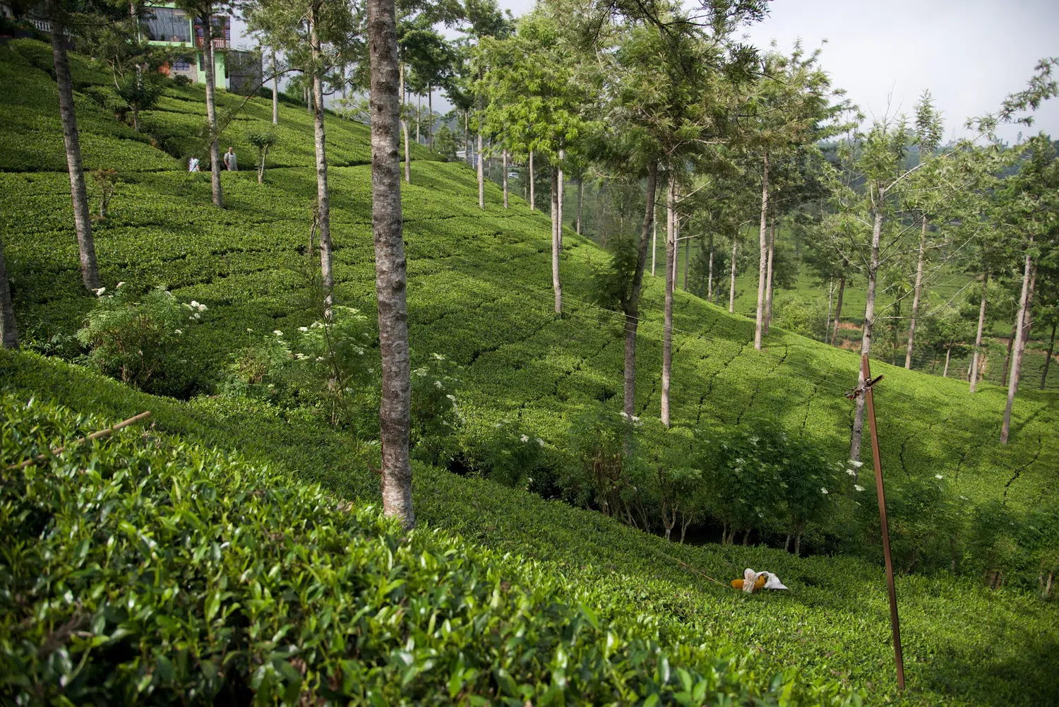 Sri Lanka tea plantations and tea workers for Ella, Safari and Galle Romance