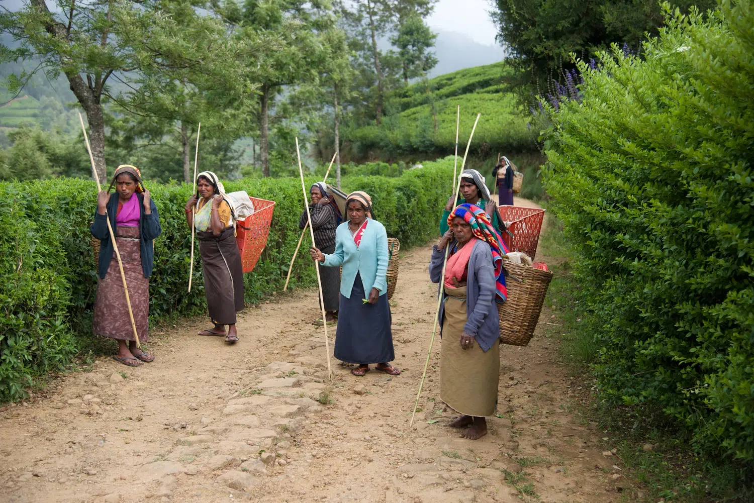 Sri Lanka tea plantations and tea workers for Grand Romantic Sri Lanka
