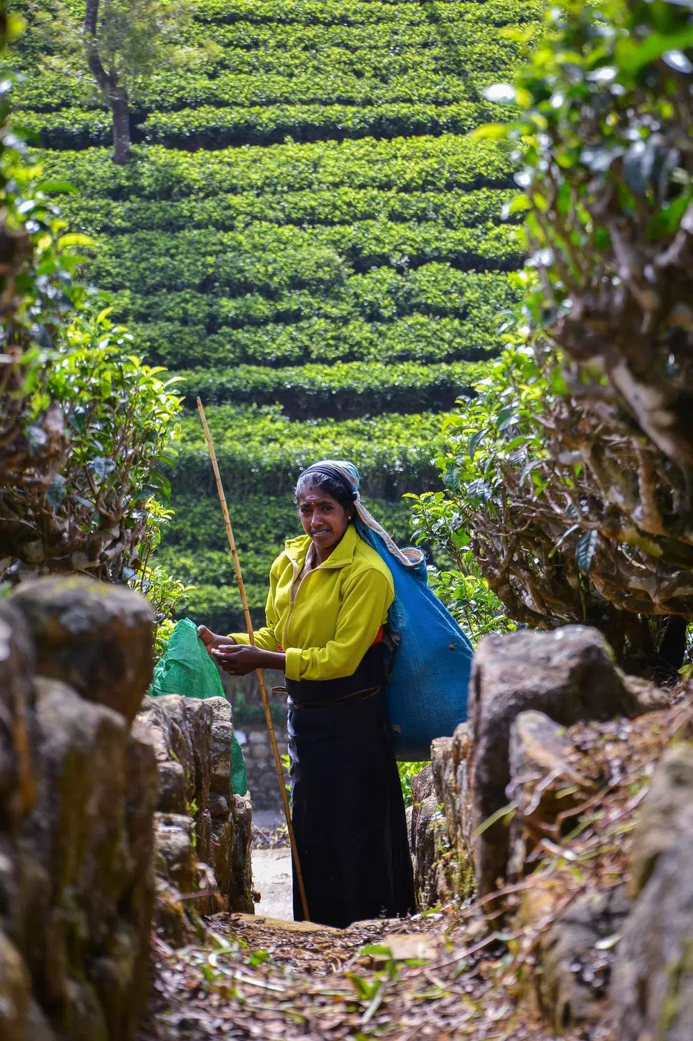 Sri Lanka tea plantations and tea workers for Sri Lanka Heritage in Depth