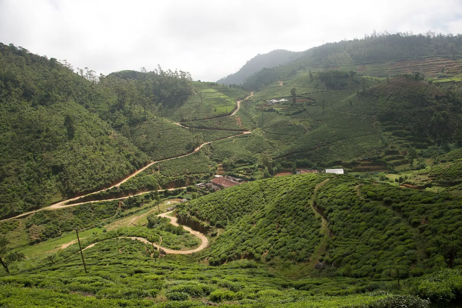 Sri Lanka tea plantations and tea workers for Relaxed Classic Sri Lanka