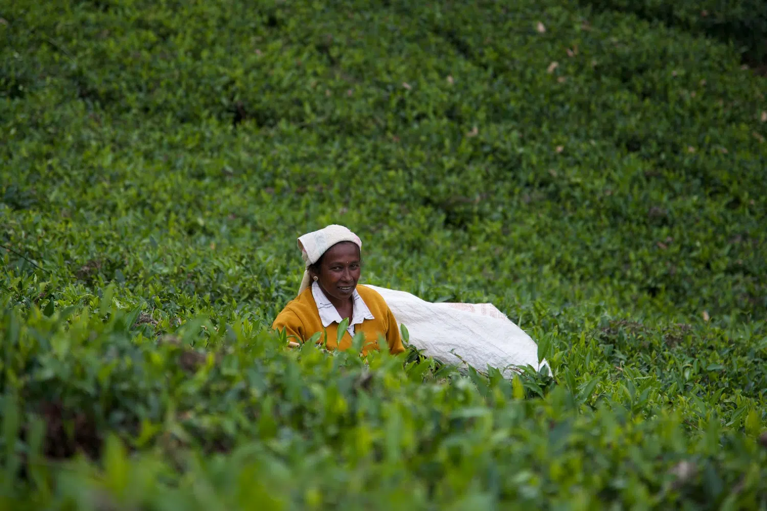 Sri Lanka tea plantations and tea workers for Slow Hill Country Journey