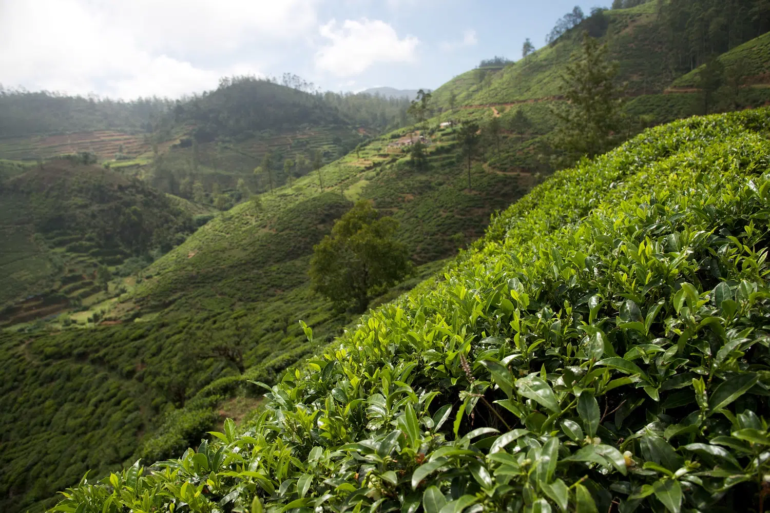 Sri Lanka tea plantations and tea workers for Nuwara Eliya, Haputale and Ella