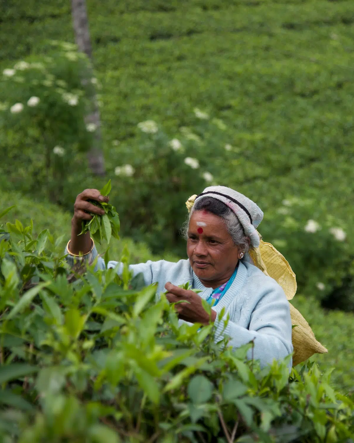 Sri Lanka tea plantations and tea workers for Wildlife Photography Circuit