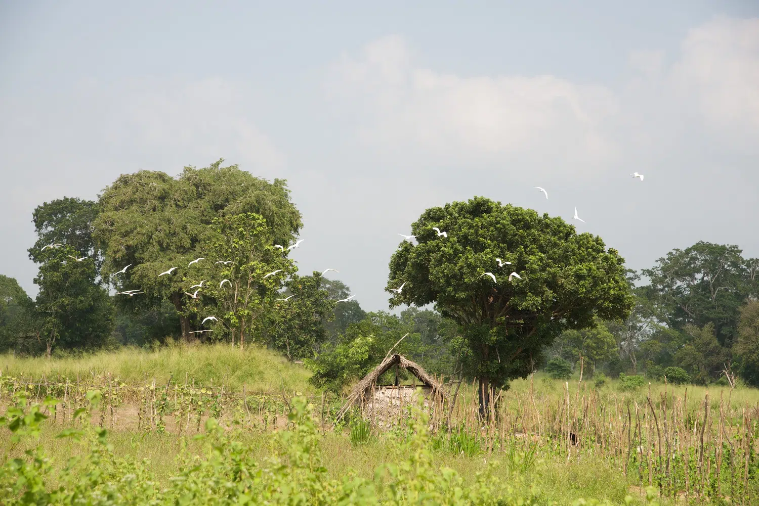 Sri Lanka village and rural nature scenery for Gentle Southern Sri Lanka