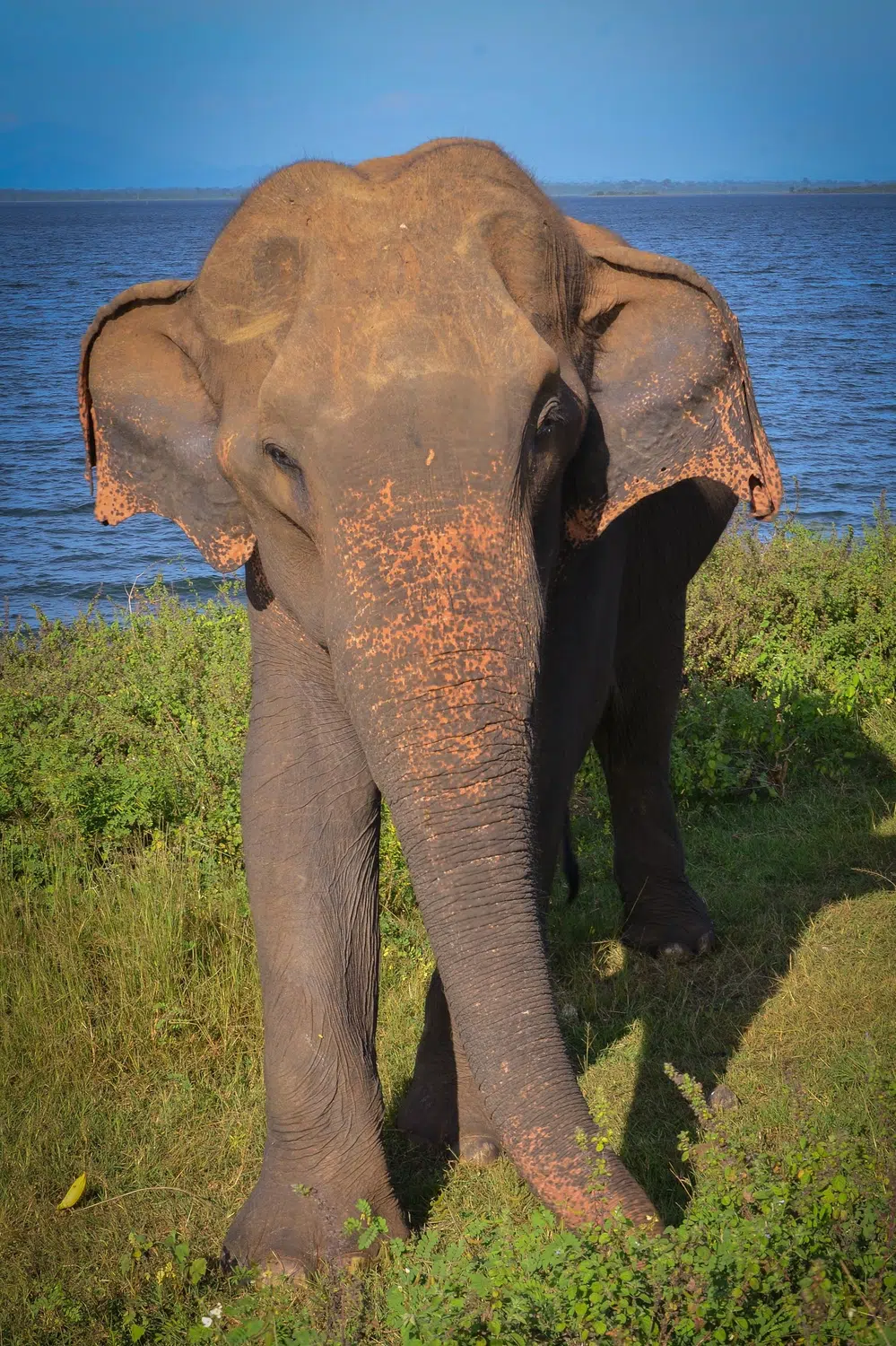 Elephants, birds, buffalo, peacock and safari landscapes for Sri Lanka private day tour with Trustker