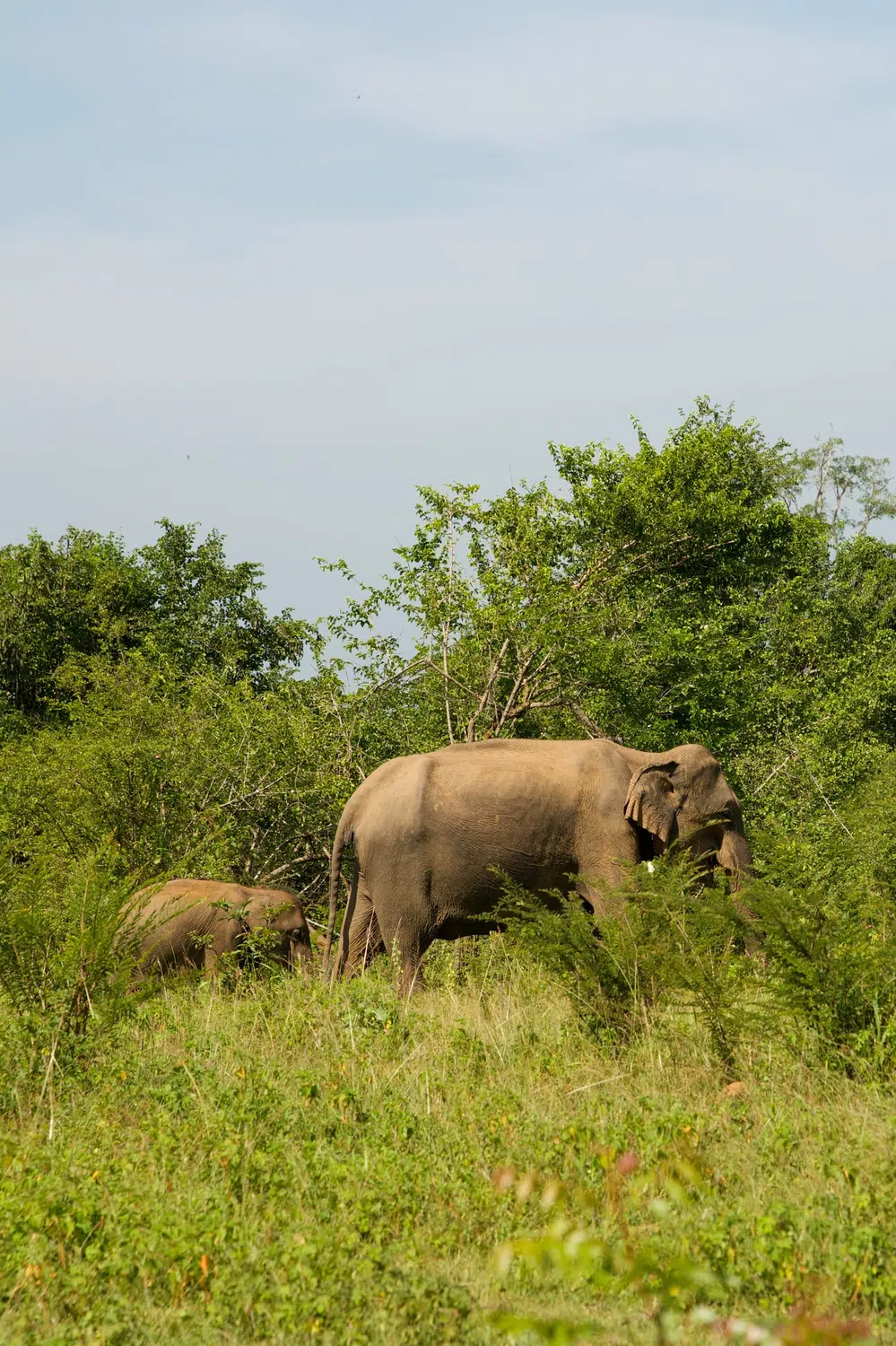 Elephants, birds, buffalo, peacock and safari landscapes for Sri Lanka private day tour with Trustker