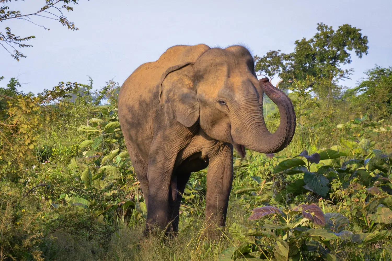 Sri Lanka wildlife safari scenery