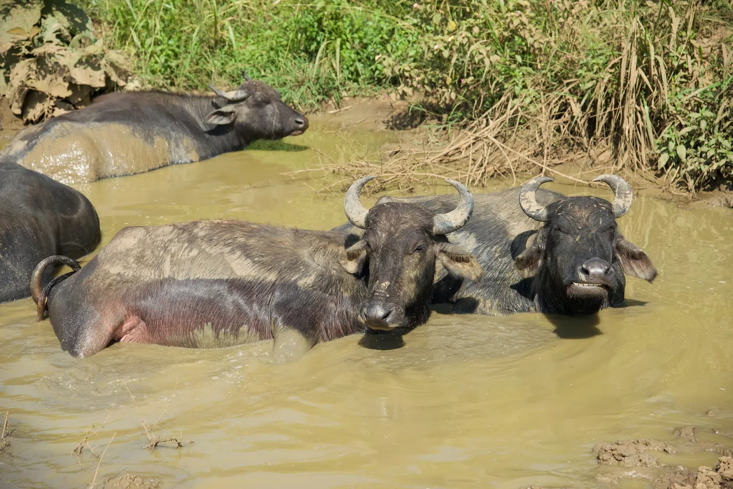 Elephants, birds, buffalo, peacock and safari landscapes for Sri Lanka private day tour with Trustker