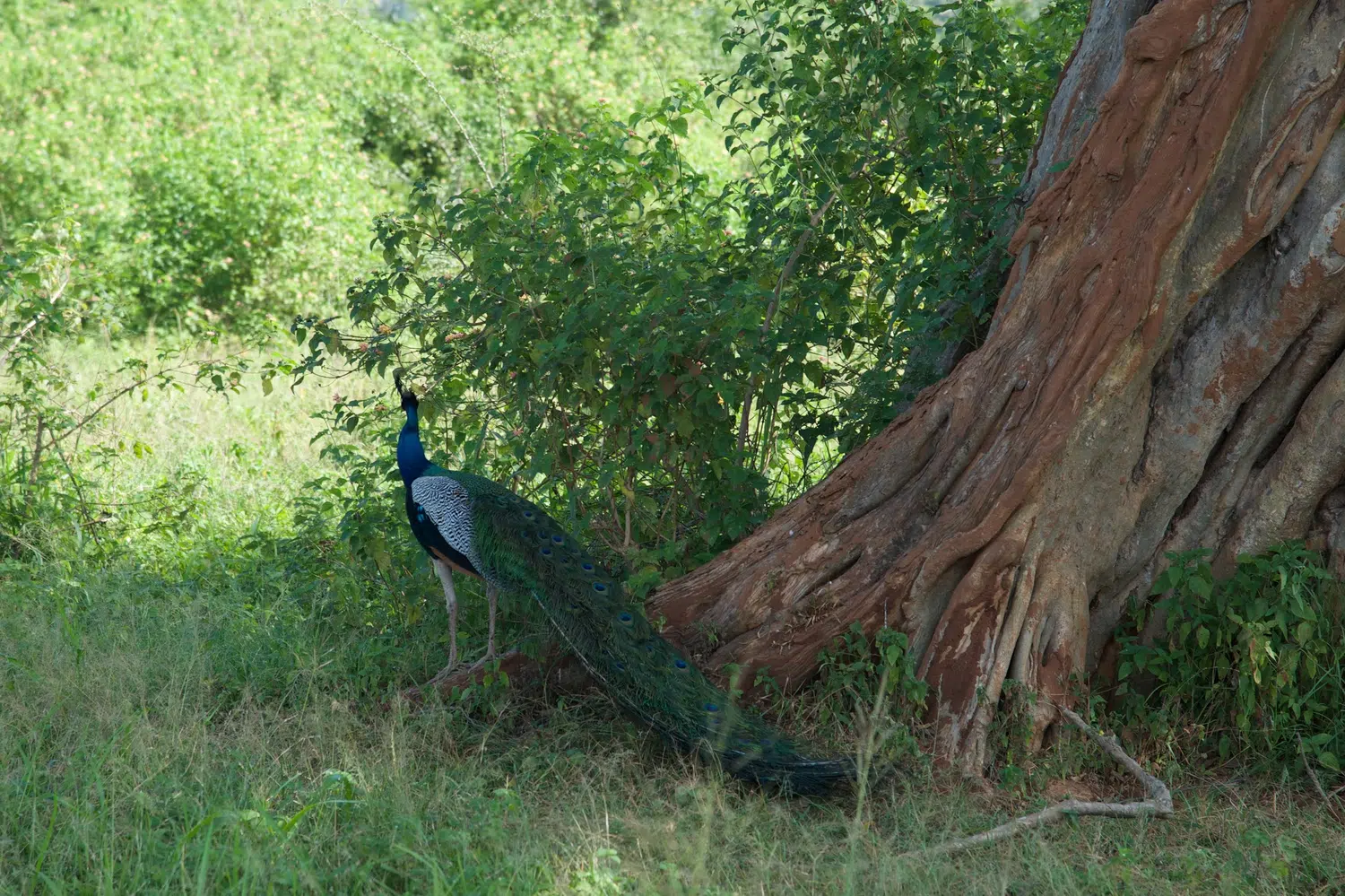 Day tours from Yala, Tissamaharama & Kataragama