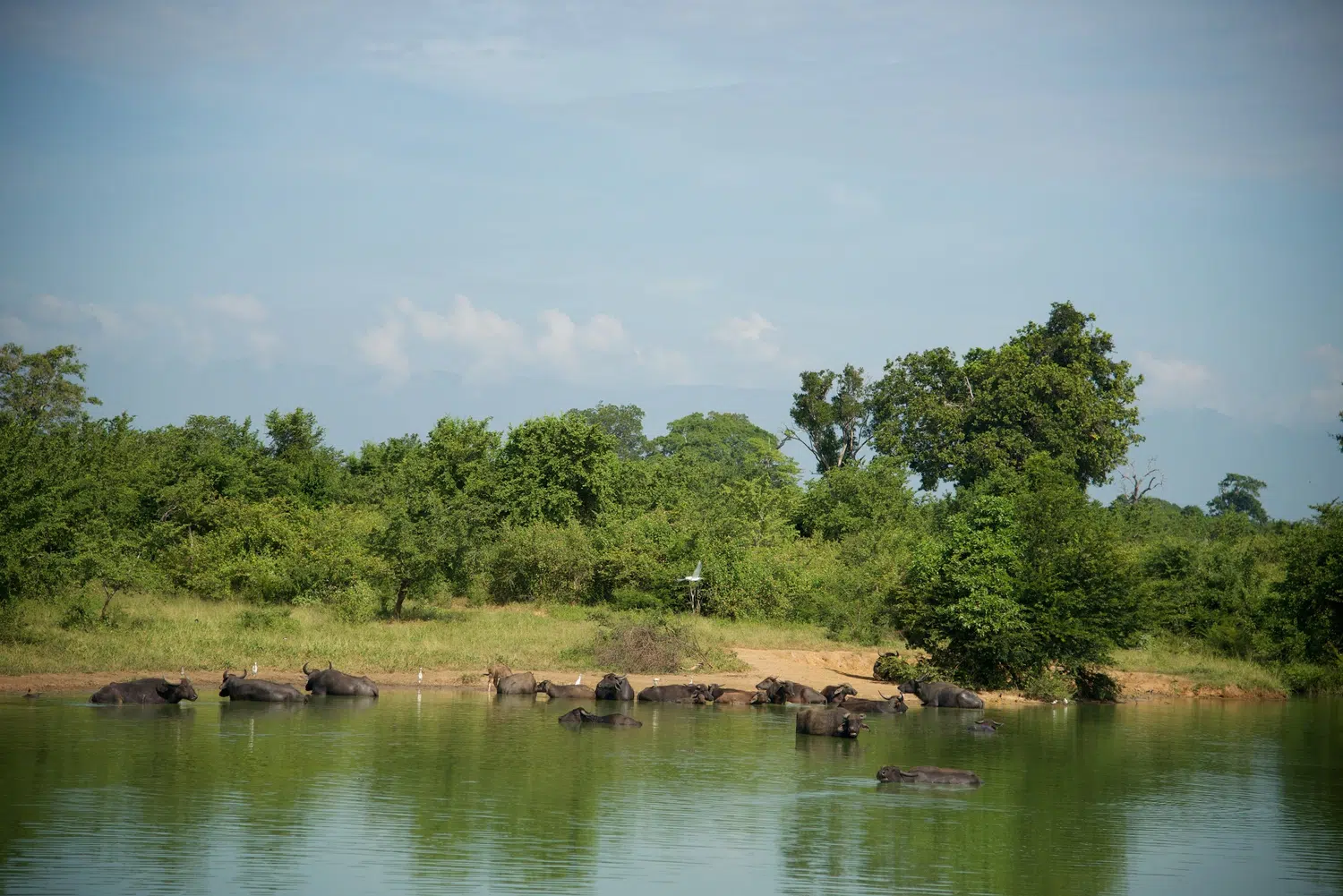 Sri Lanka wildlife safari scenery for Island Highlights with Beach
