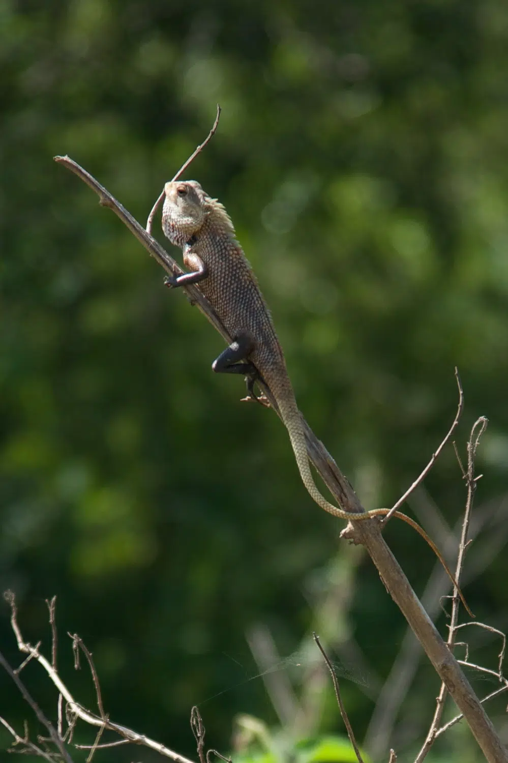Day tours from Bentota, Beruwala & Ahungalla