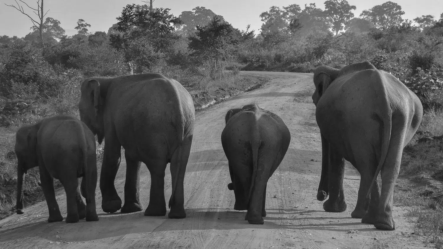 Sri Lanka wildlife safari scenery for Elephants, Leopards and Coast